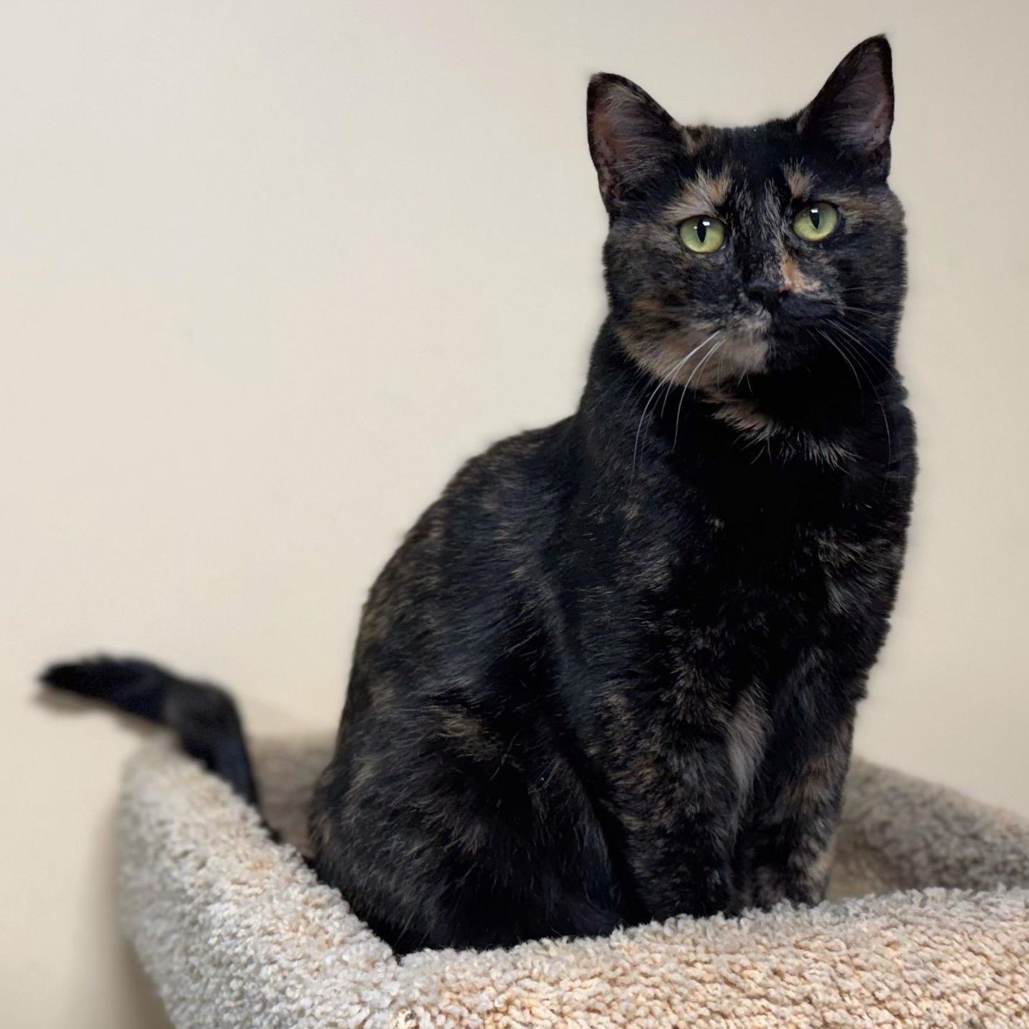 Enlarge Honey Bunch, an adopted Domestic Short Hair in Norwalk, CT image 1/2