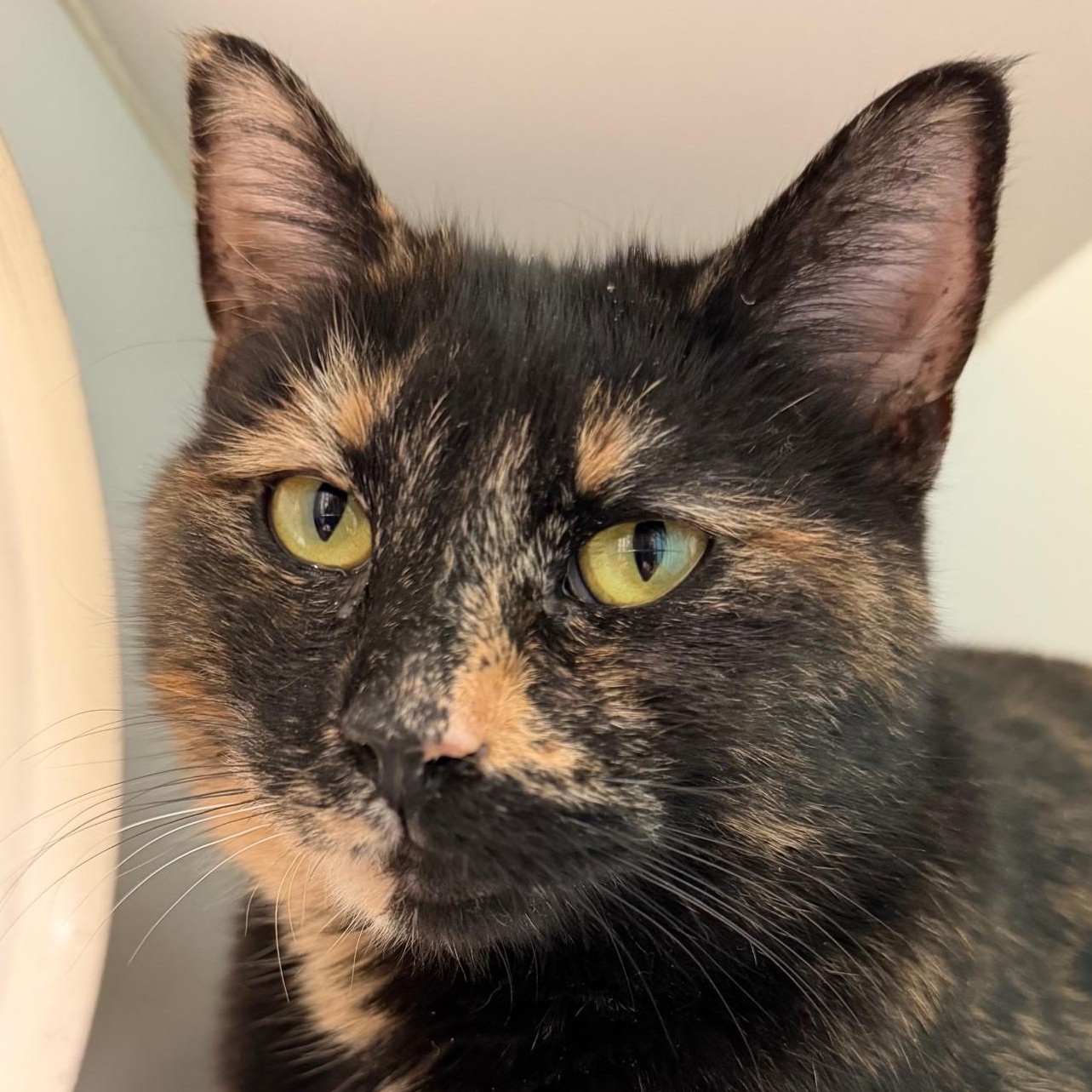 Enlarge Honey Bunch, an adopted Domestic Short Hair in Norwalk, CT image 2/2