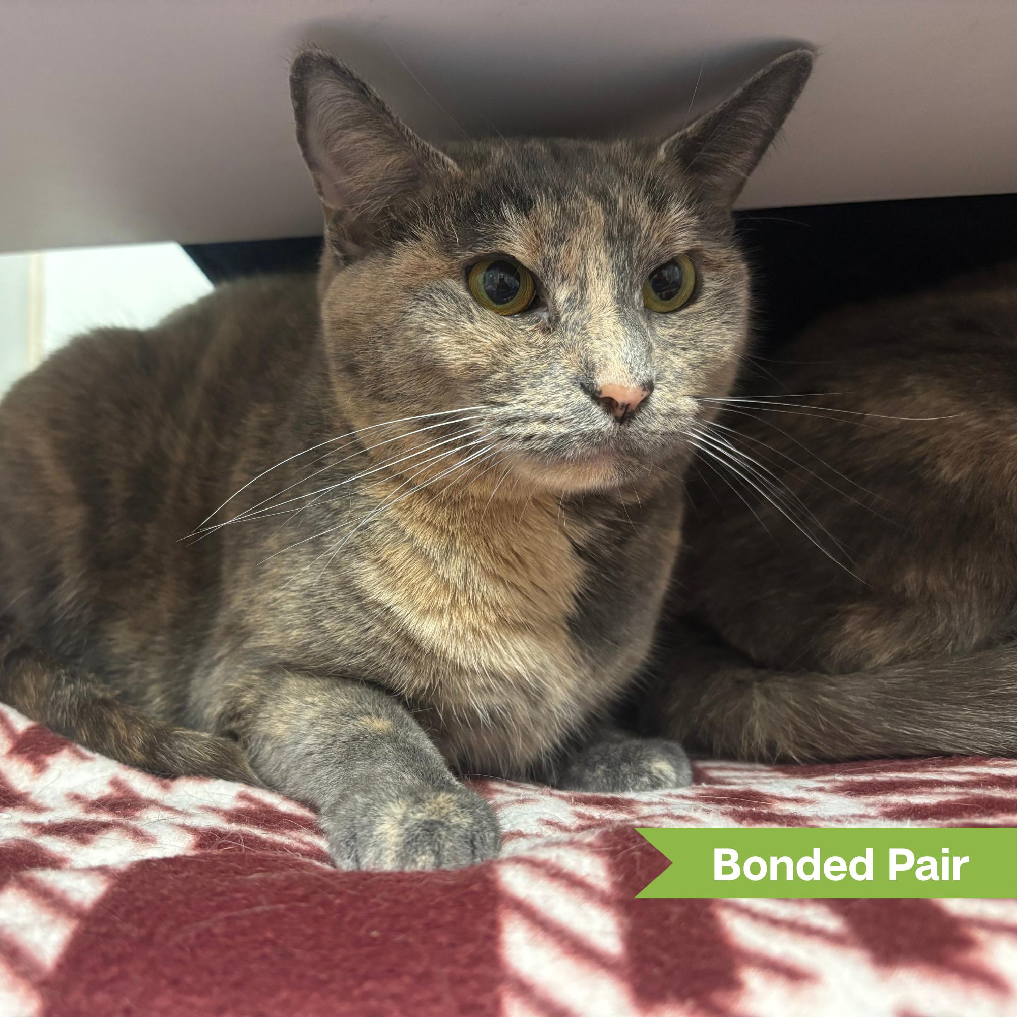 Nala (bonded with Sheeva), Adoptable, Adult Female Domestic Short Hair.