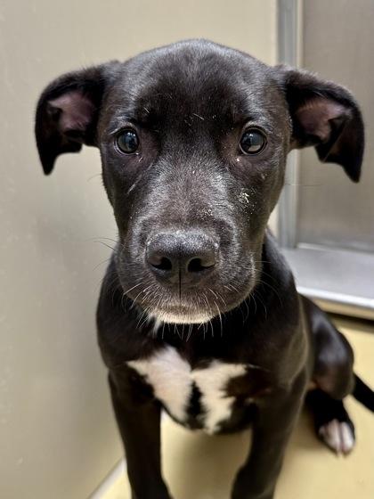 Enlarge Chico, a Adoptable mixed breed in Wichita, KS image 1/2