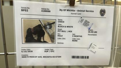 Enlarge Chico, a Adoptable mixed breed in Wichita, KS image 2/2