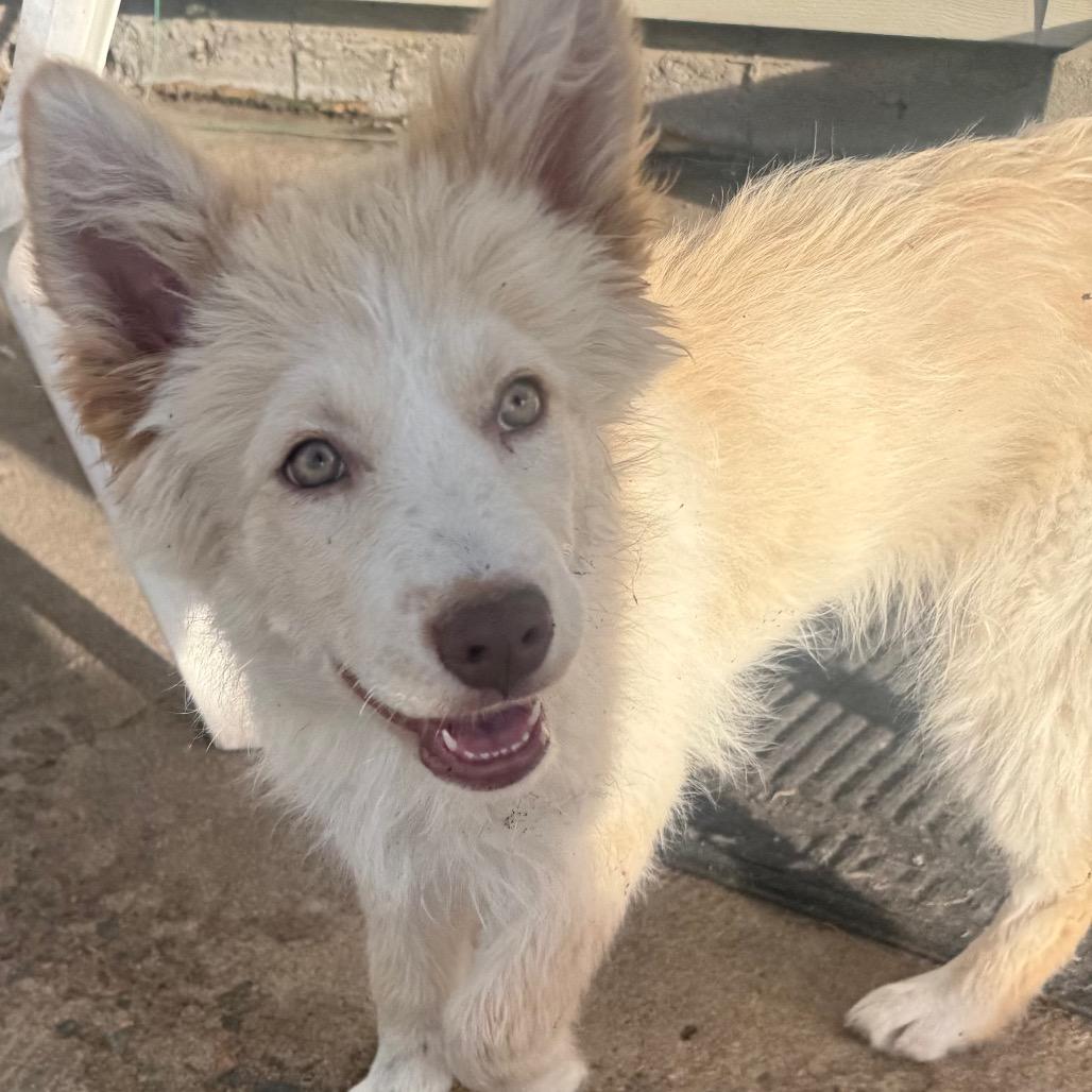 Buttercup, Adoptable, Puppy Female Alaskan Malamute & Australian Shepherd.