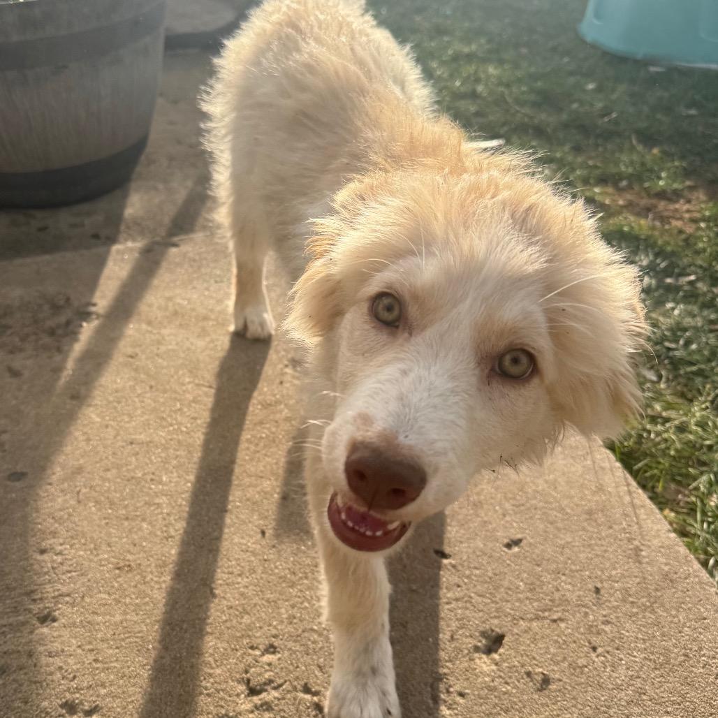 Buttercup, a Adoptable mixed breed in Boulder, CO image 3/3