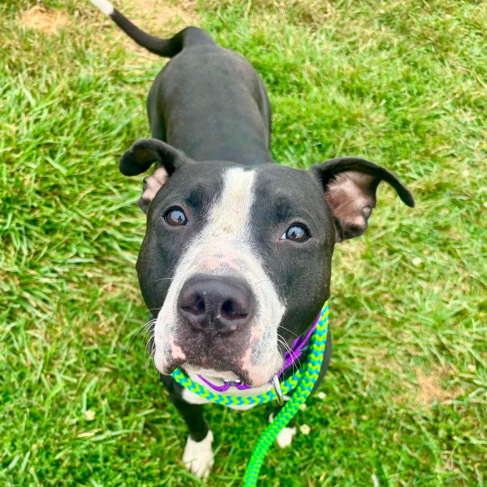 Enlarge Paul, a Adoptable Terrier in North Syracuse, NY image 3/5