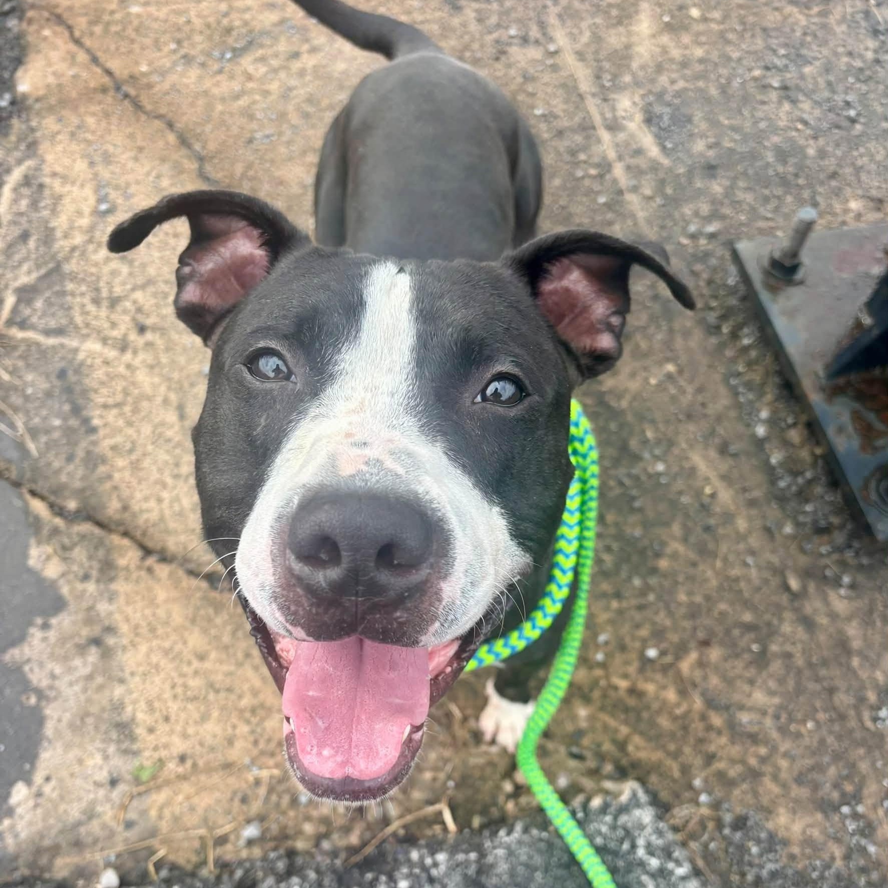 Enlarge Paul, a Adoptable Terrier in North Syracuse, NY image 2/5
