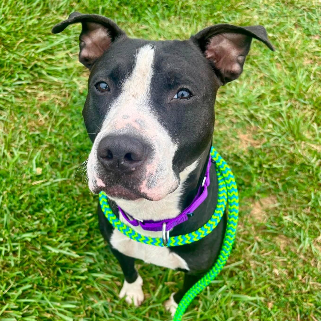 Paul, Adoptable, Young Male Terrier.