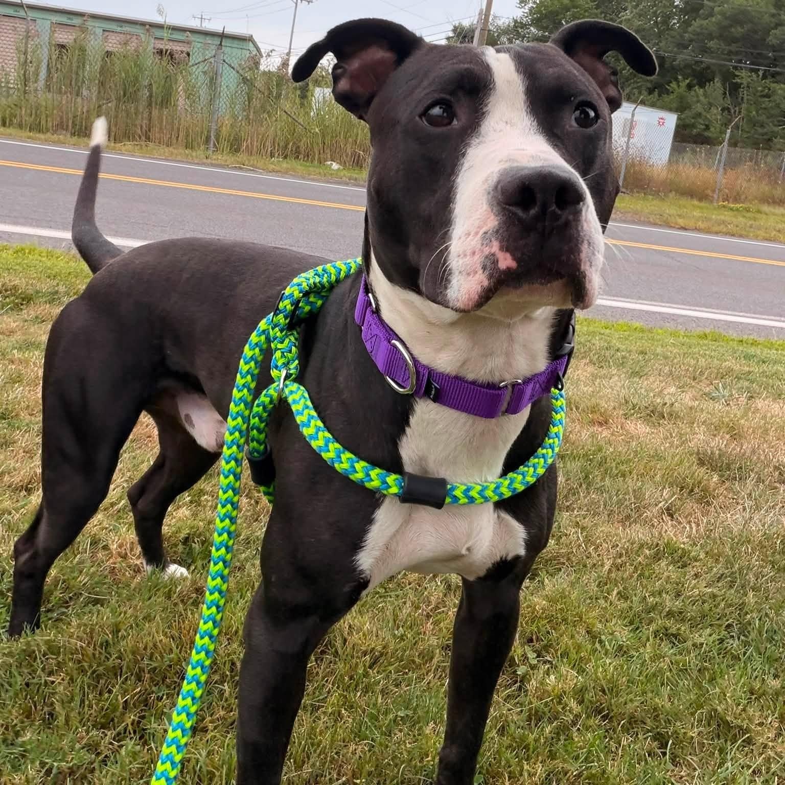 Enlarge Paul, a Adoptable Terrier in North Syracuse, NY image 4/5