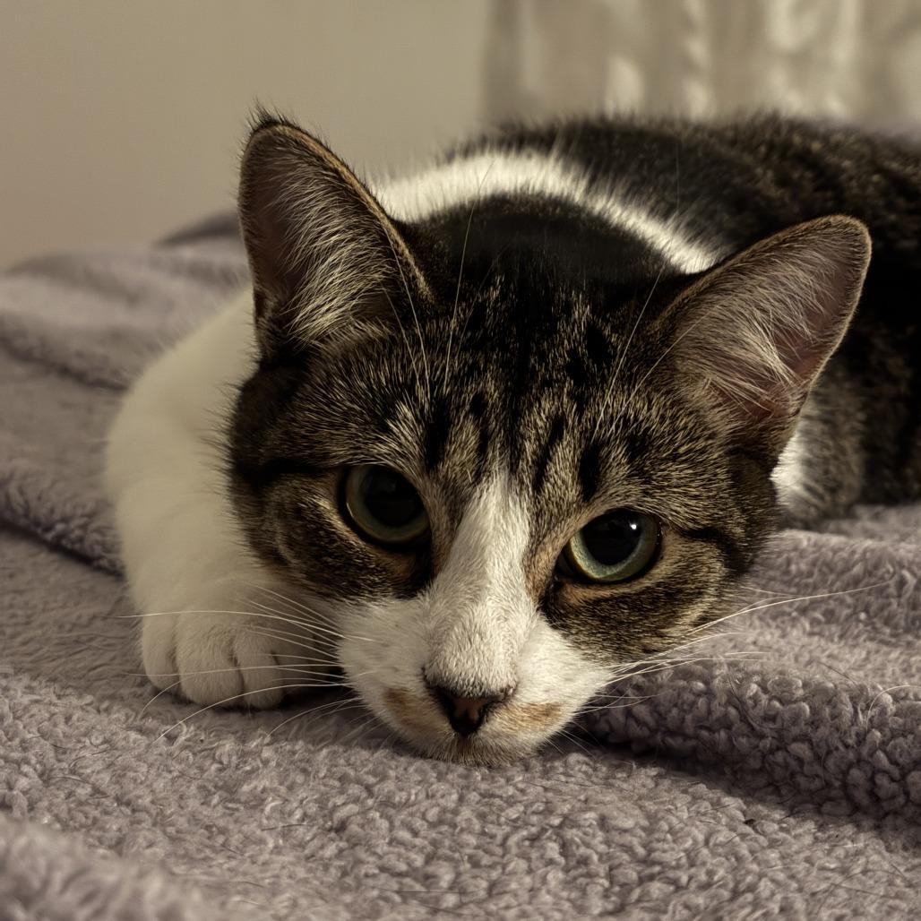 Hedley, Adoptable, Young Female Domestic Short Hair.