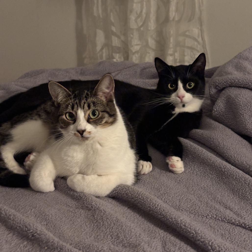 Hedley, Adoptable, Young Female Domestic Short Hair.