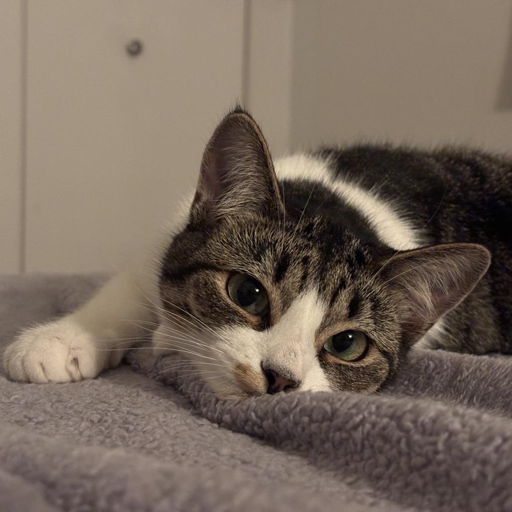 Hedley, a Adoptable Domestic Short Hair in Abbotsford, BC image 3/5