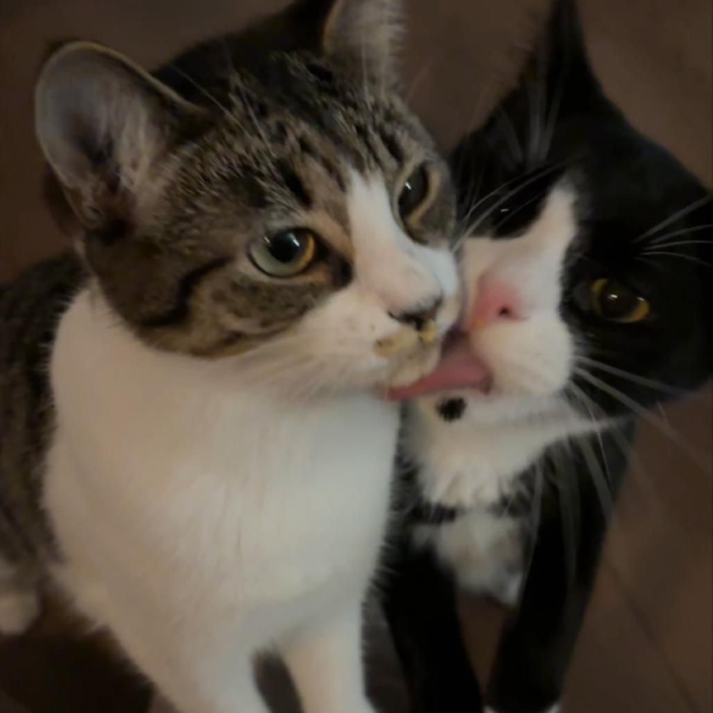 Hedley, a Adoptable Domestic Short Hair in Abbotsford, BC image 4/5