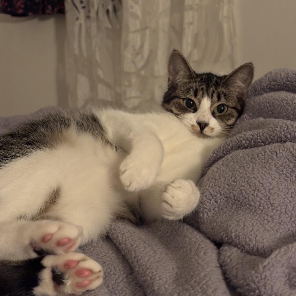 Hedley, a Adoptable Domestic Short Hair in Abbotsford, BC image 5/5