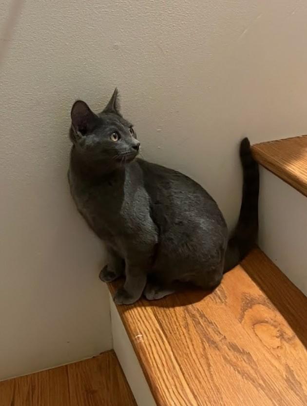 Ollie, Adoptable, Young Male Russian Blue.