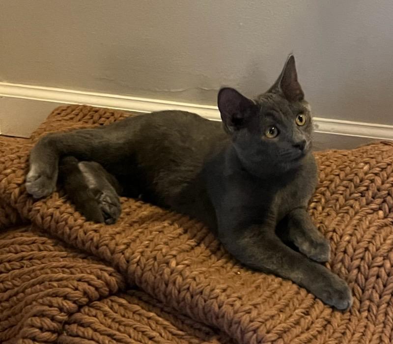 Enlarge Ollie, a Adoptable mixed breed in Concord, NC image 3/4