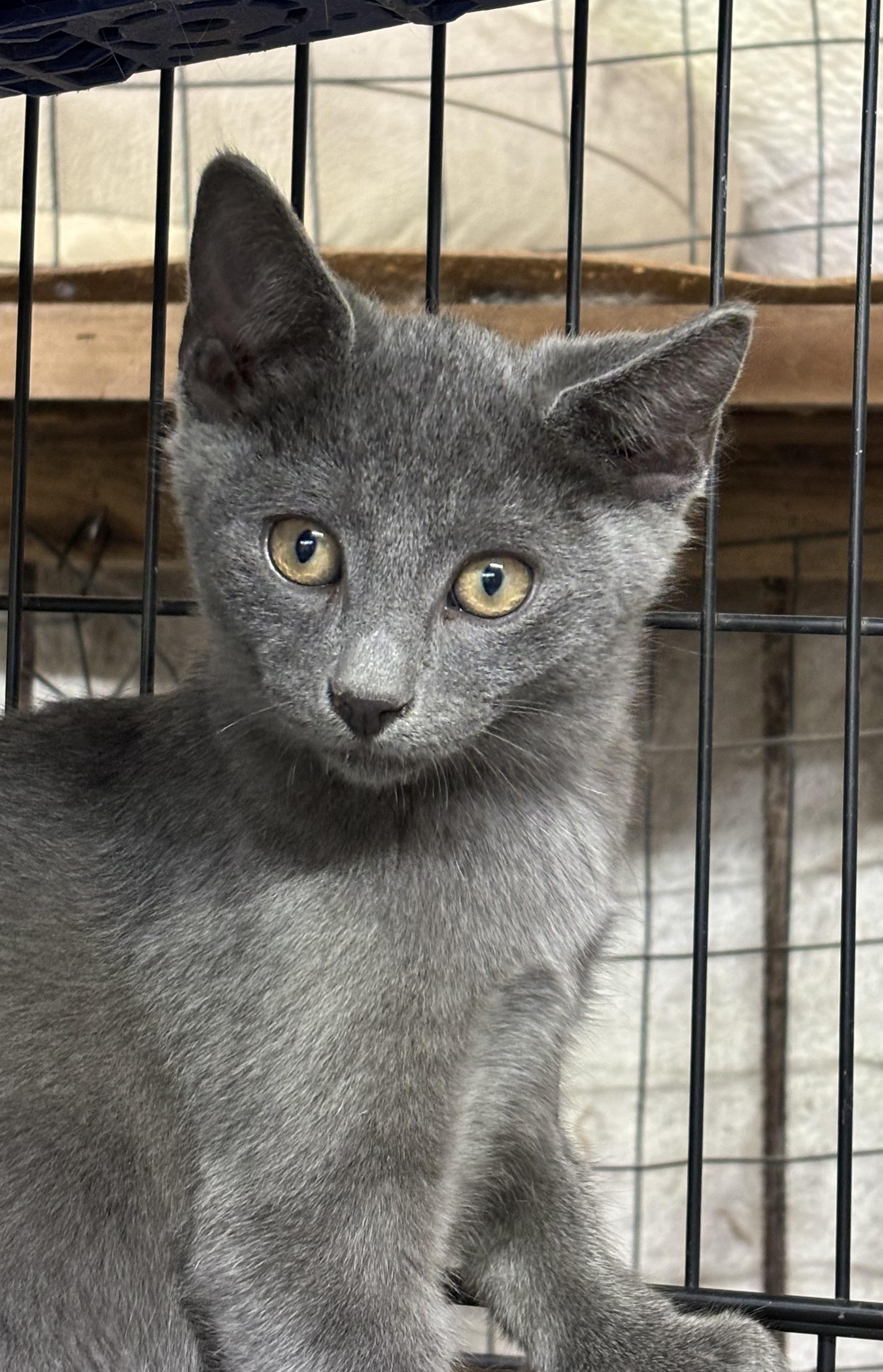 Enlarge Ollie, a Adoptable mixed breed in Concord, NC image 4/4