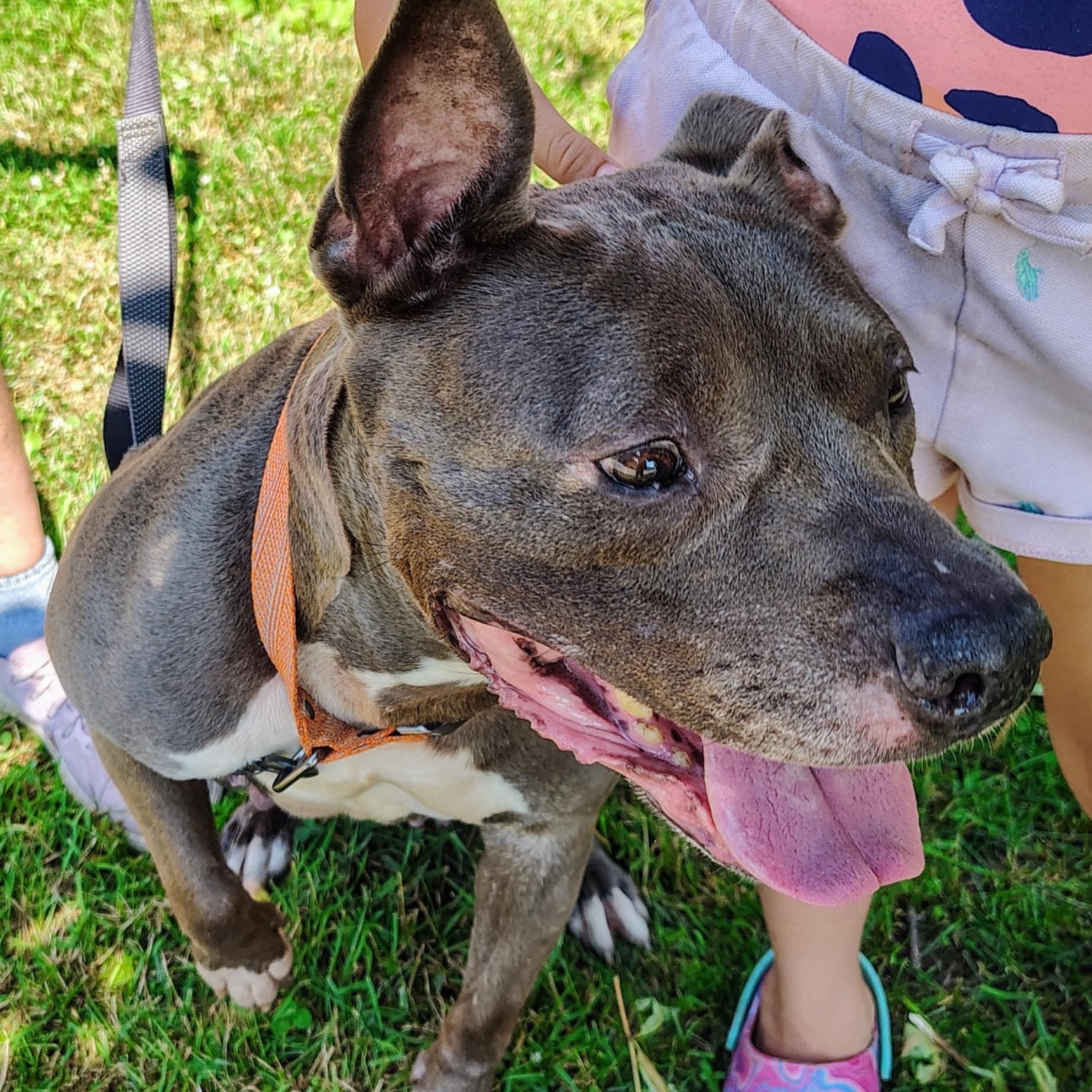 Harley, Senior Female unknown