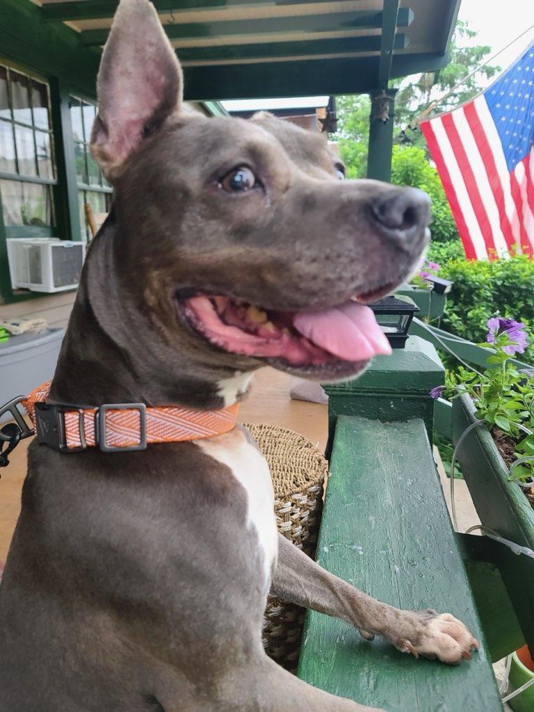 Harley photo 2