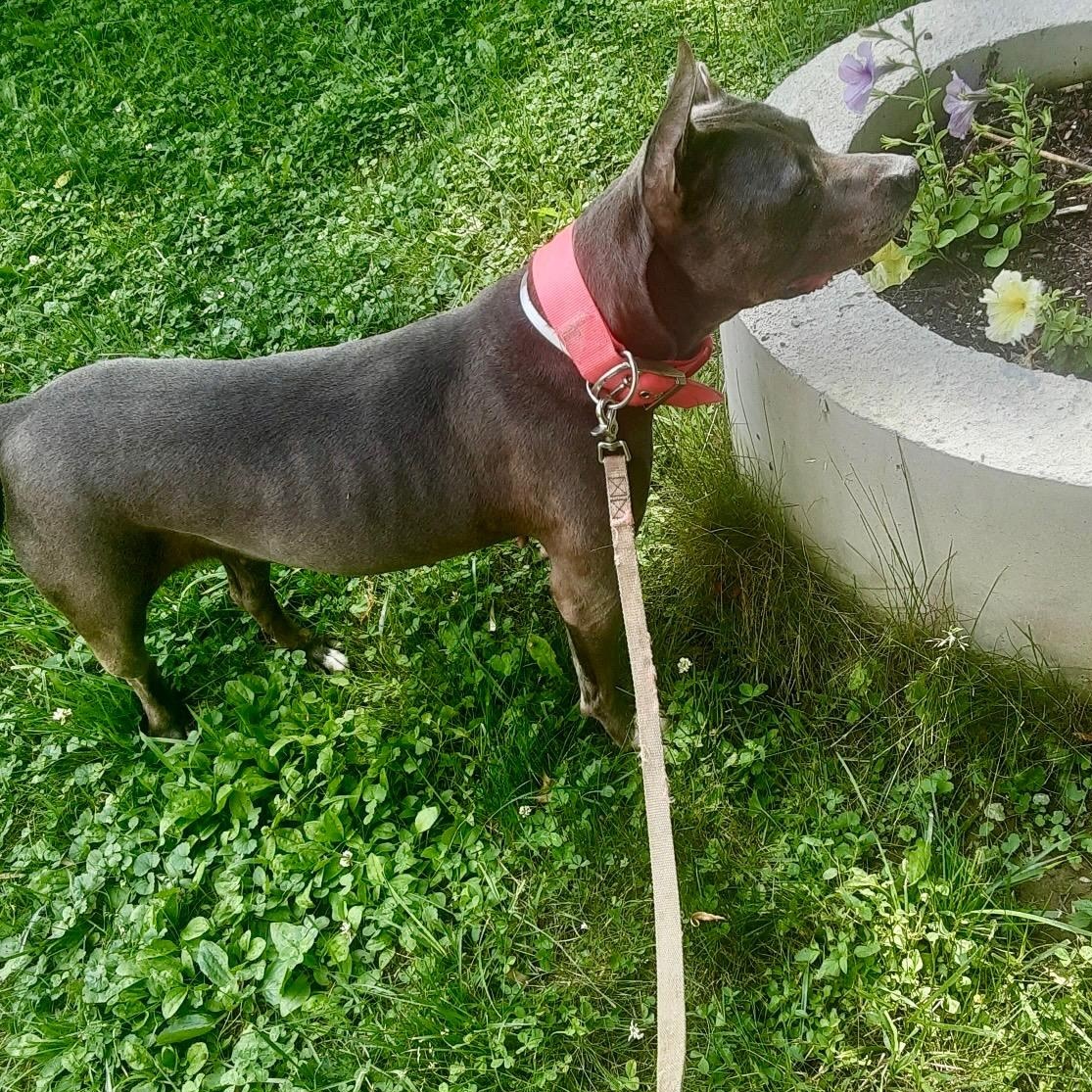 Harley photo 4