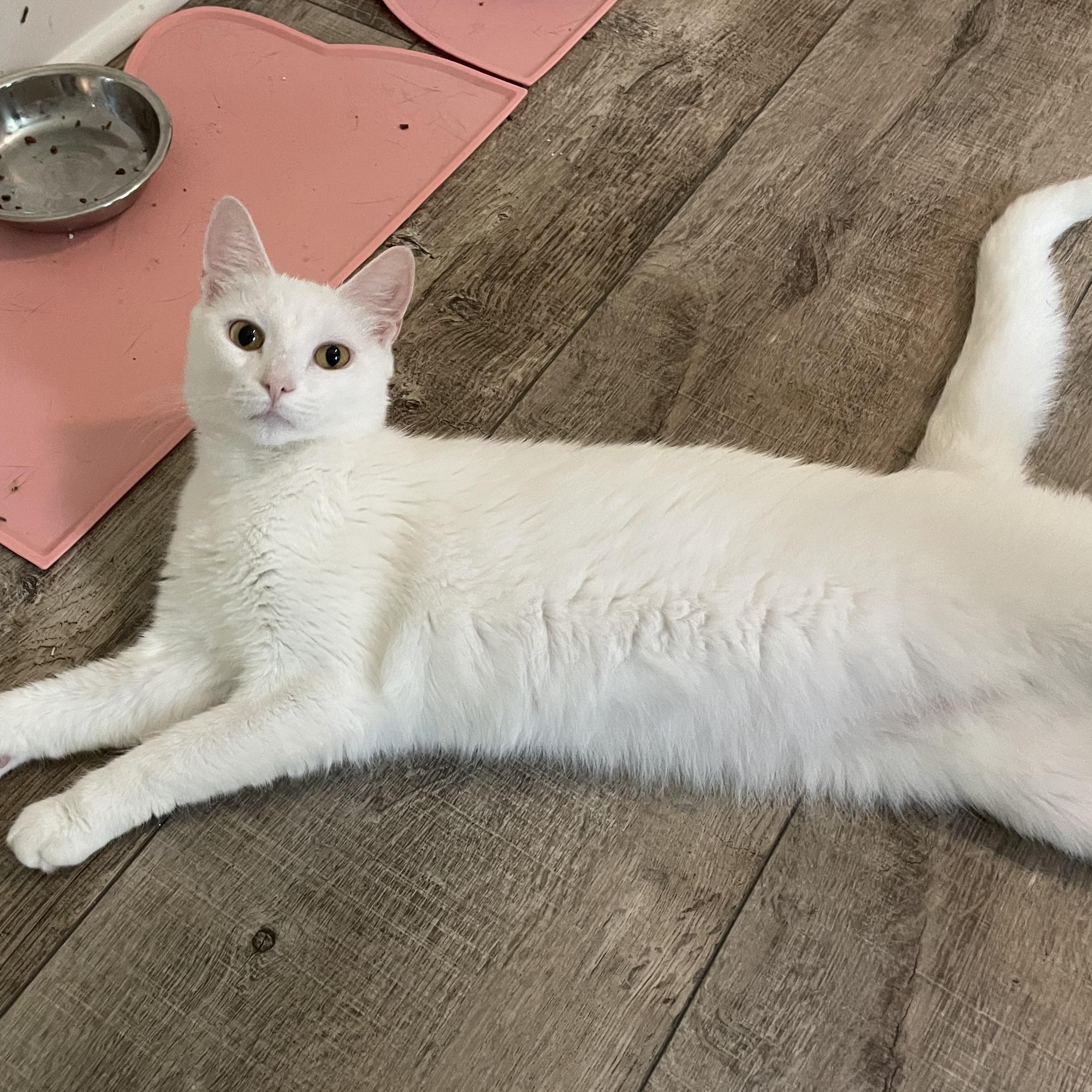 Delilah, a Adopted Domestic Short Hair in lititz, PA image 2/3