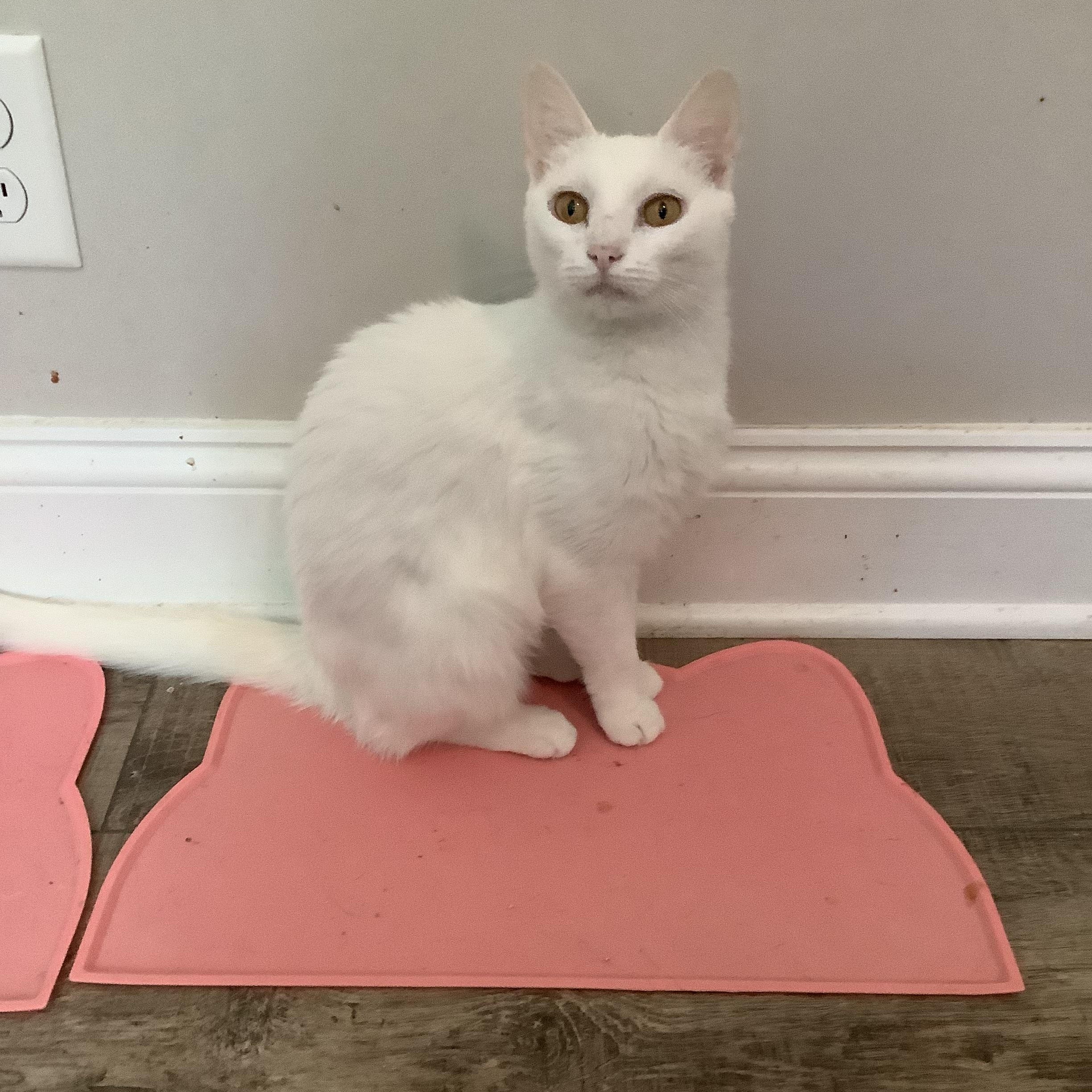 Delilah, a Adopted Domestic Short Hair in lititz, PA image 3/3