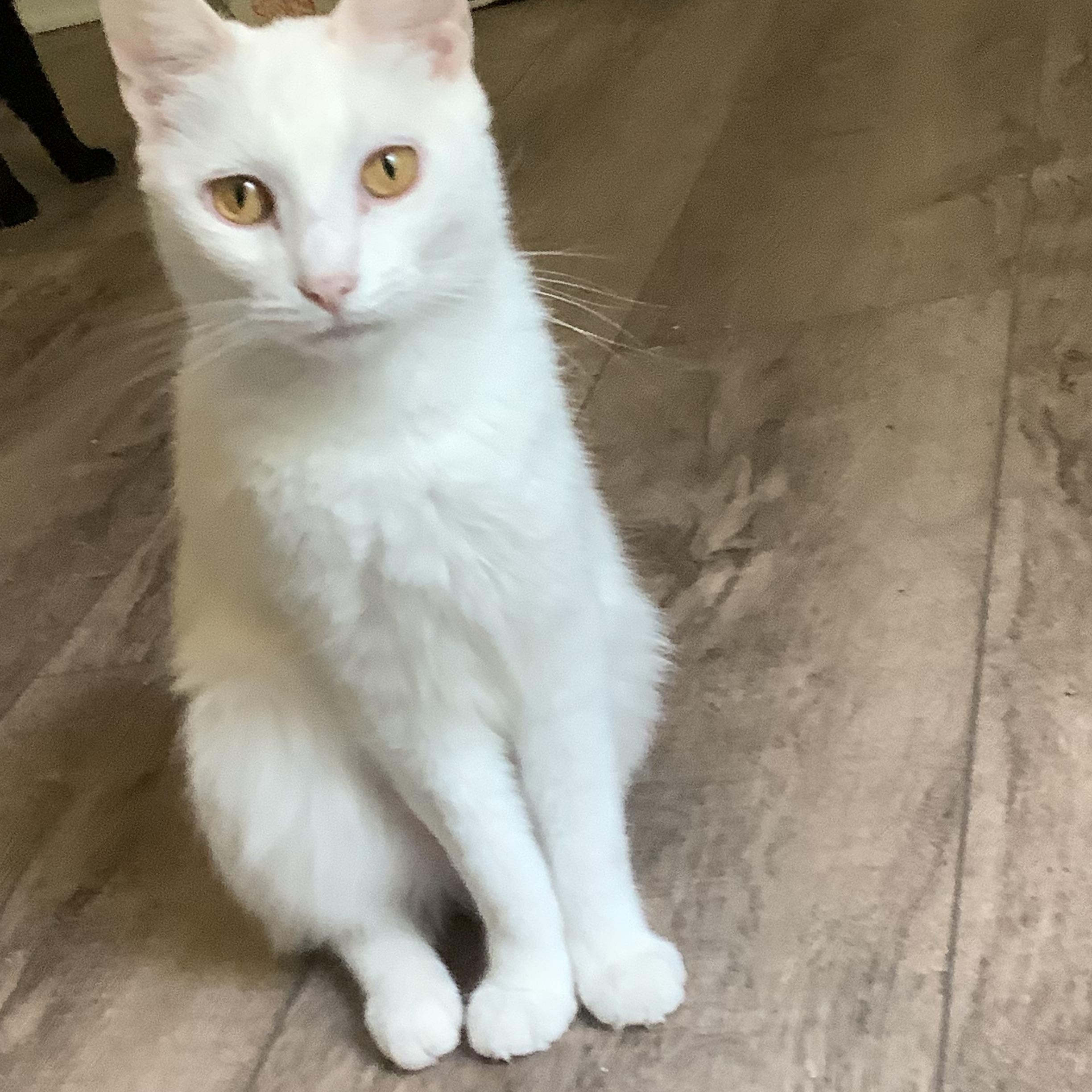 Delilah, Adopted, Young Female Domestic Short Hair.