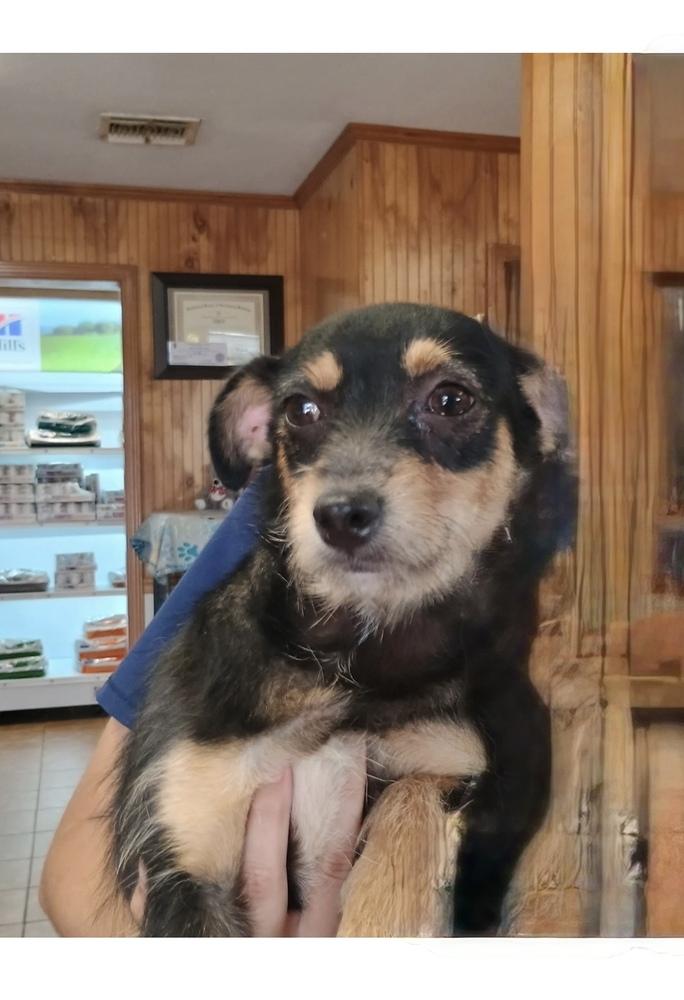 Poppy, Adoptable, Young Female Dachshund.