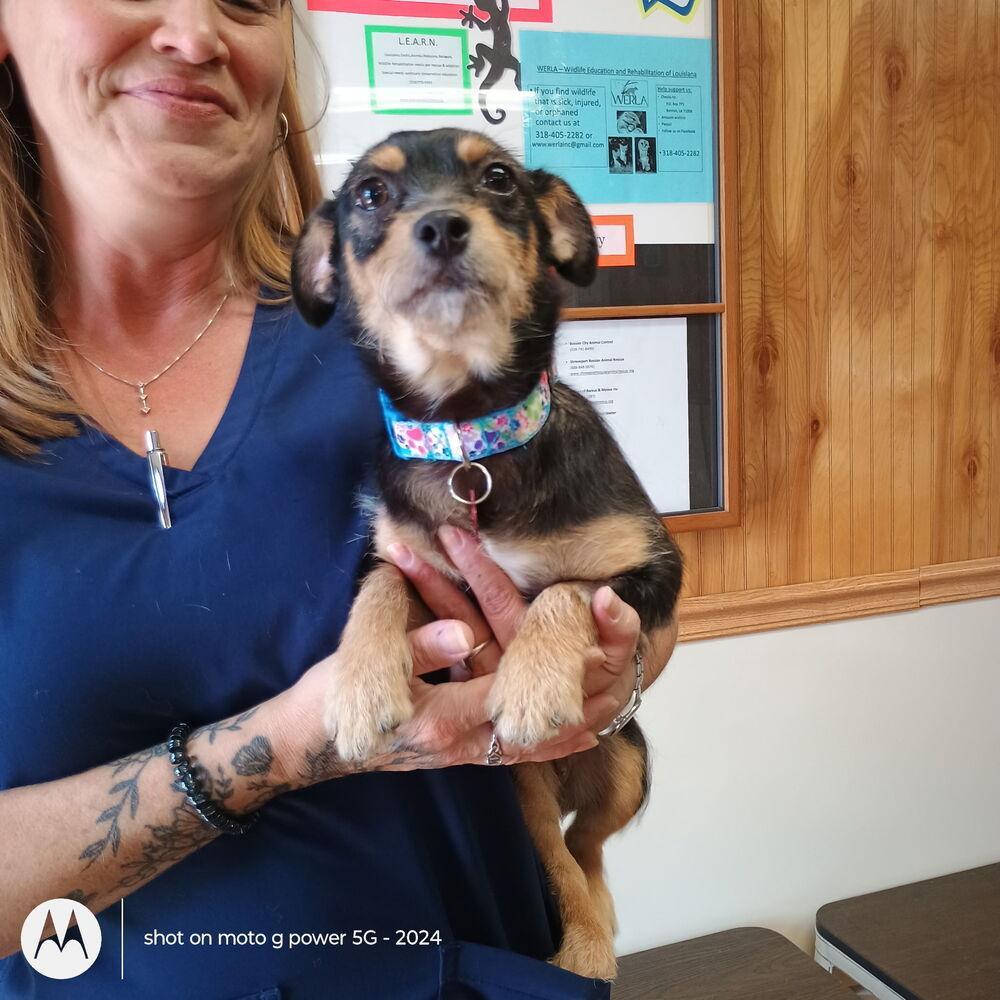 Poppy, a Adoptable mixed breed in Earleville, MD image 2/5