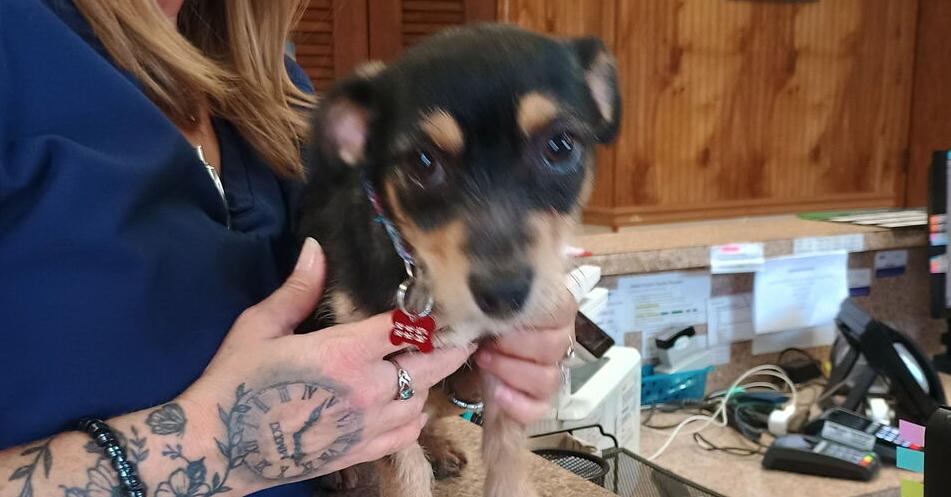 Poppy, a Adoptable mixed breed in Earleville, MD image 3/5