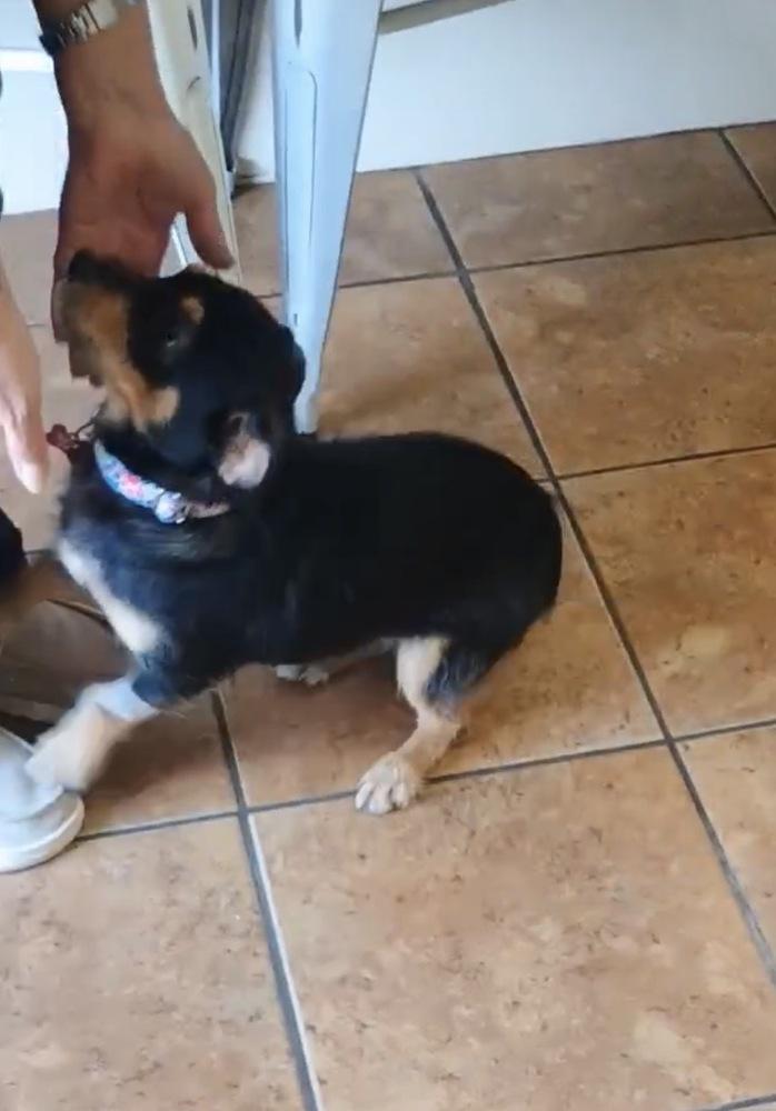 Poppy, a Adoptable mixed breed in Earleville, MD image 5/5