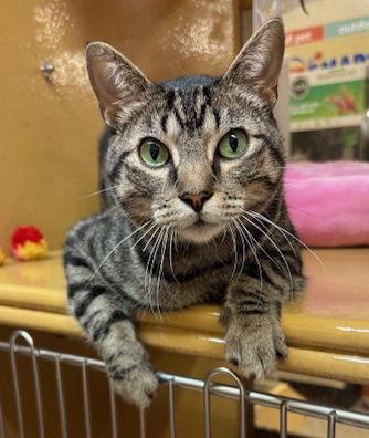 Satchmo, Adopted, Adult Male Domestic Short Hair.