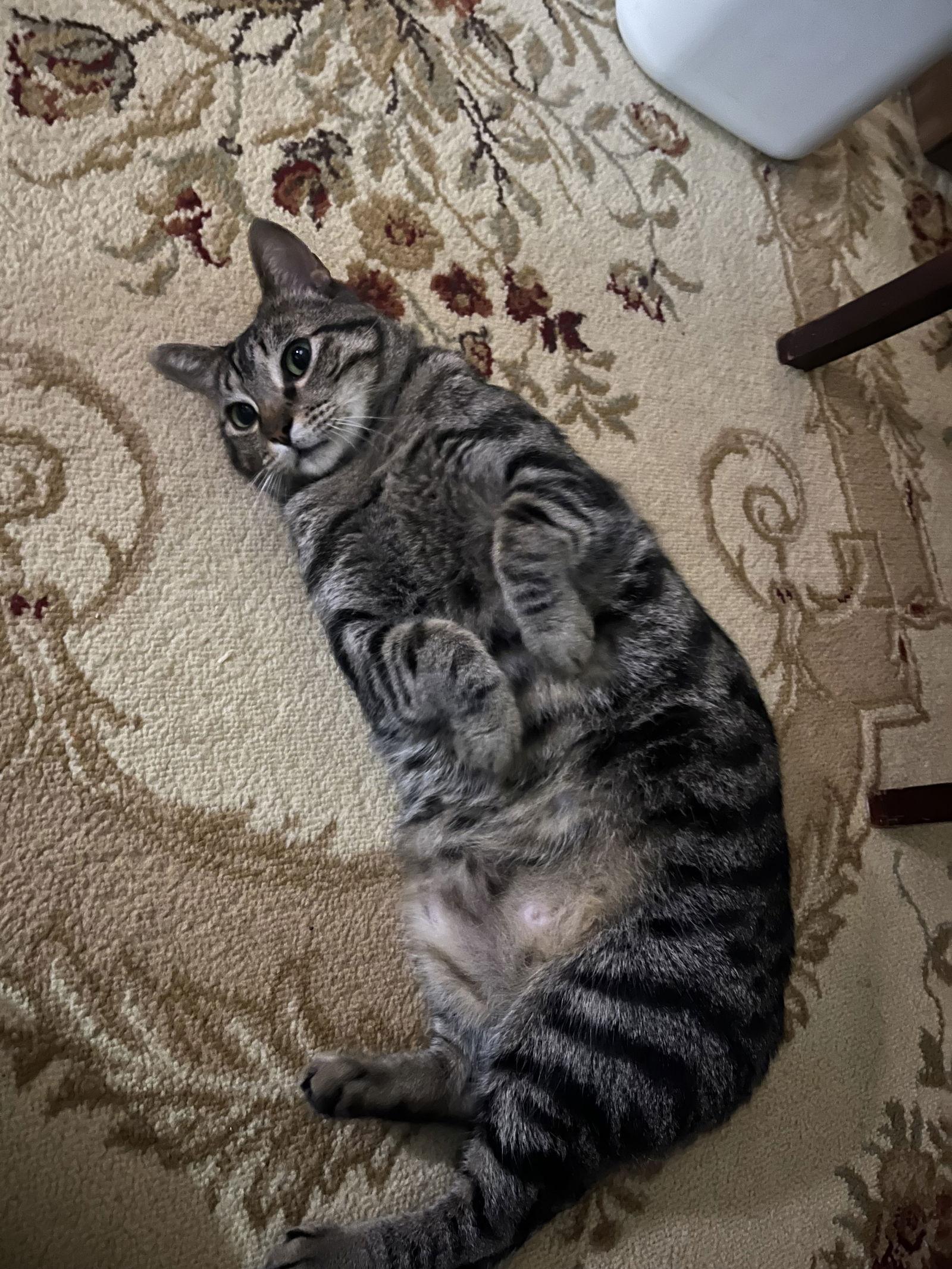 Enlarge Satchmo, a Adopted Domestic Short Hair in McKinney, TX image 3/3