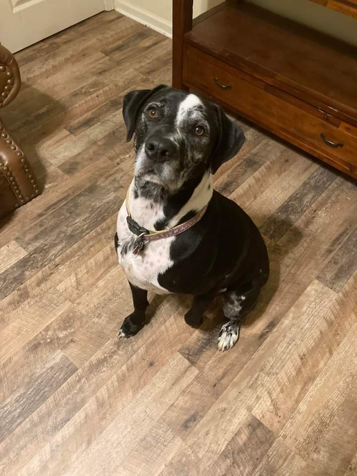 Enlarge Harley, a Adoptable mixed breed in Baton Rouge, LA image 1/3