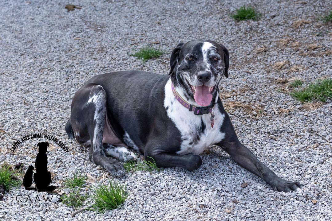 Enlarge Harley, a Adoptable mixed breed in Baton Rouge, LA image 2/3