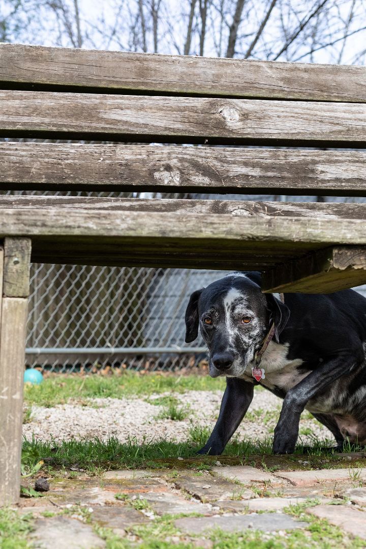 Enlarge Harley, a Adoptable mixed breed in Baton Rouge, LA image 3/3