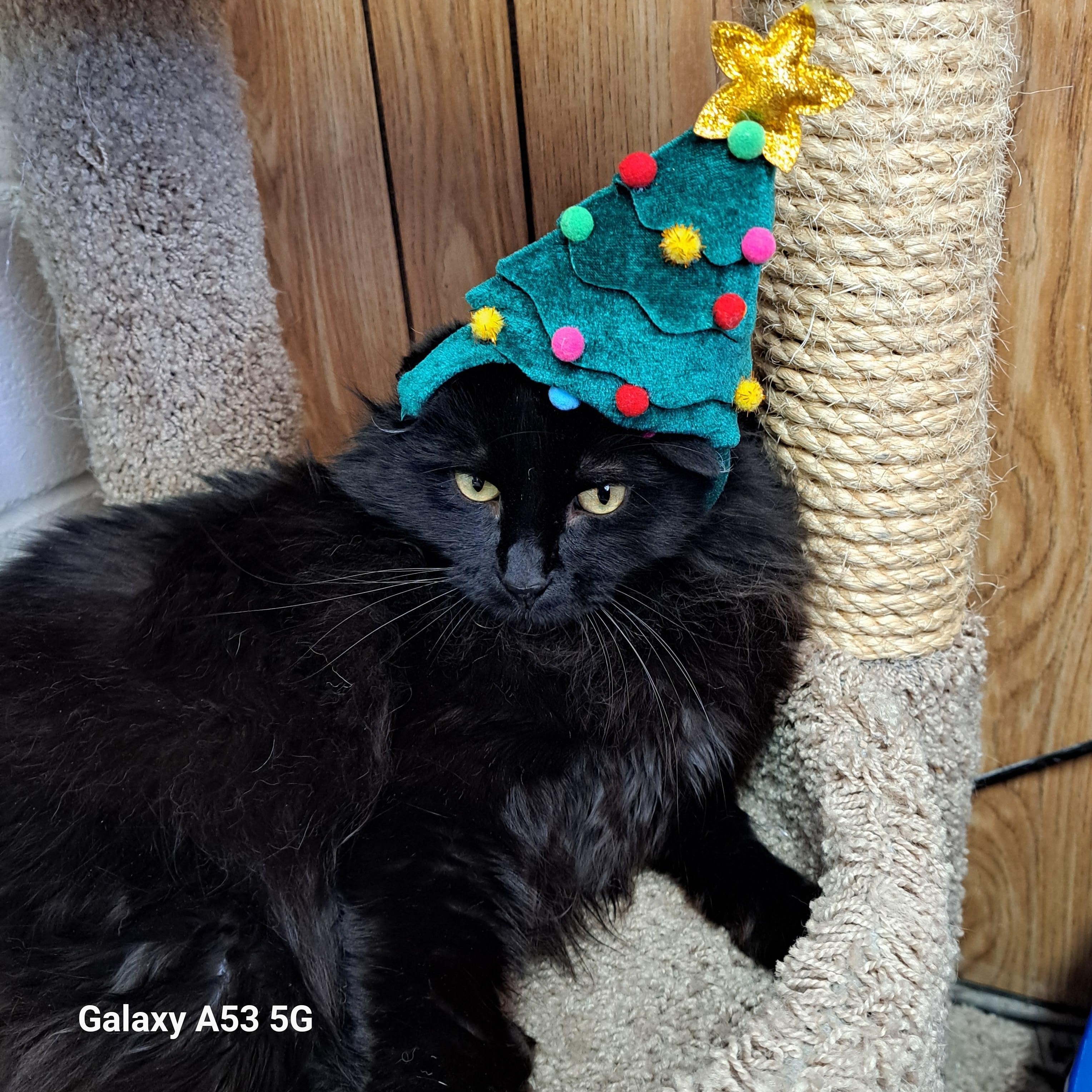 Enlarge Bynx, a Adoptable Domestic Long Hair in Carson City, NV image 1/2