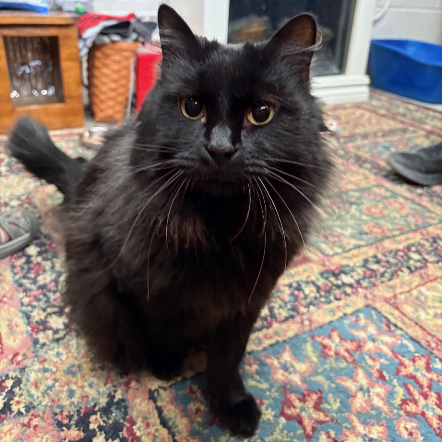Enlarge Bynx, a Adoptable Domestic Long Hair in Carson City, NV image 2/2