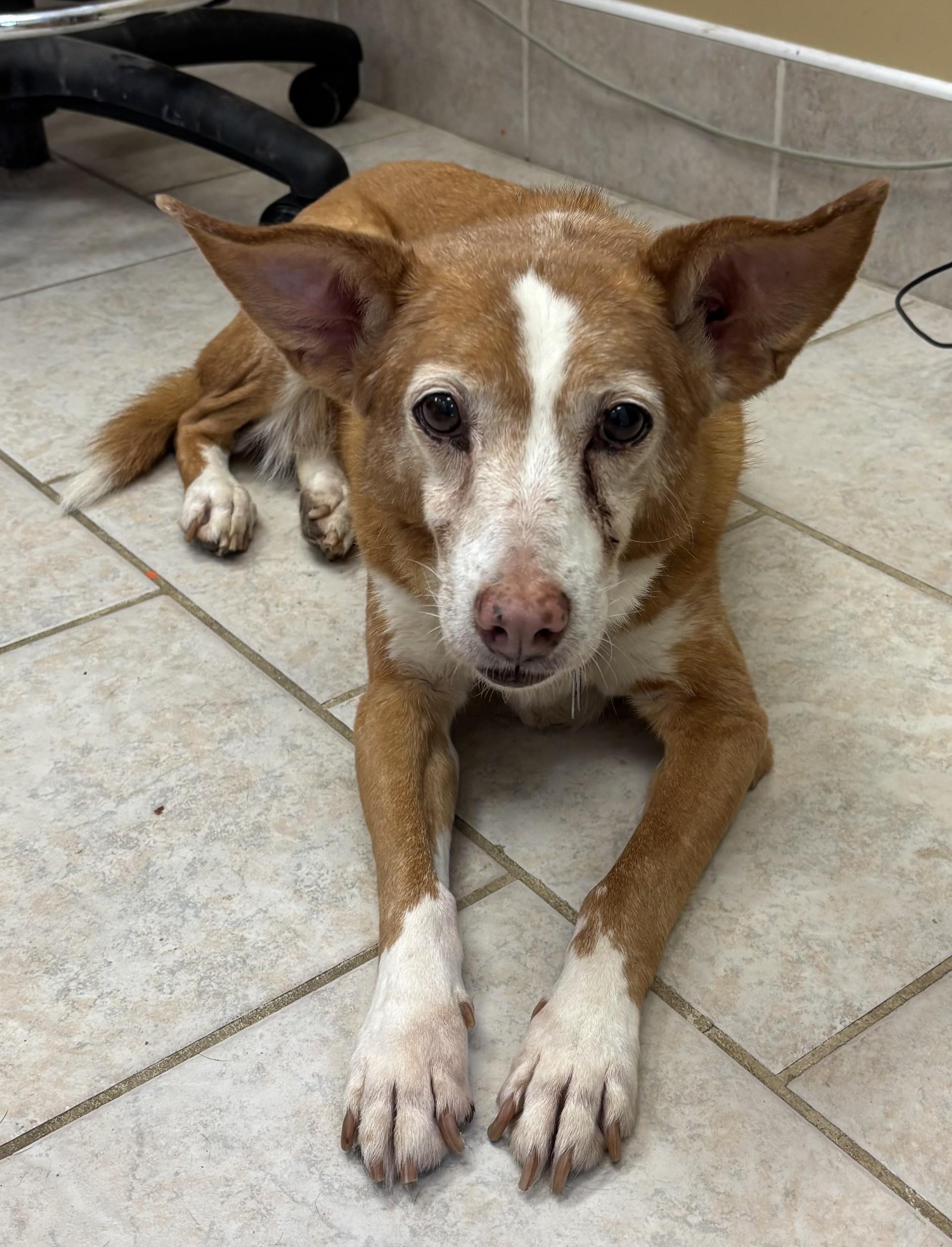 Foxy, Senior Female Mixed Breed