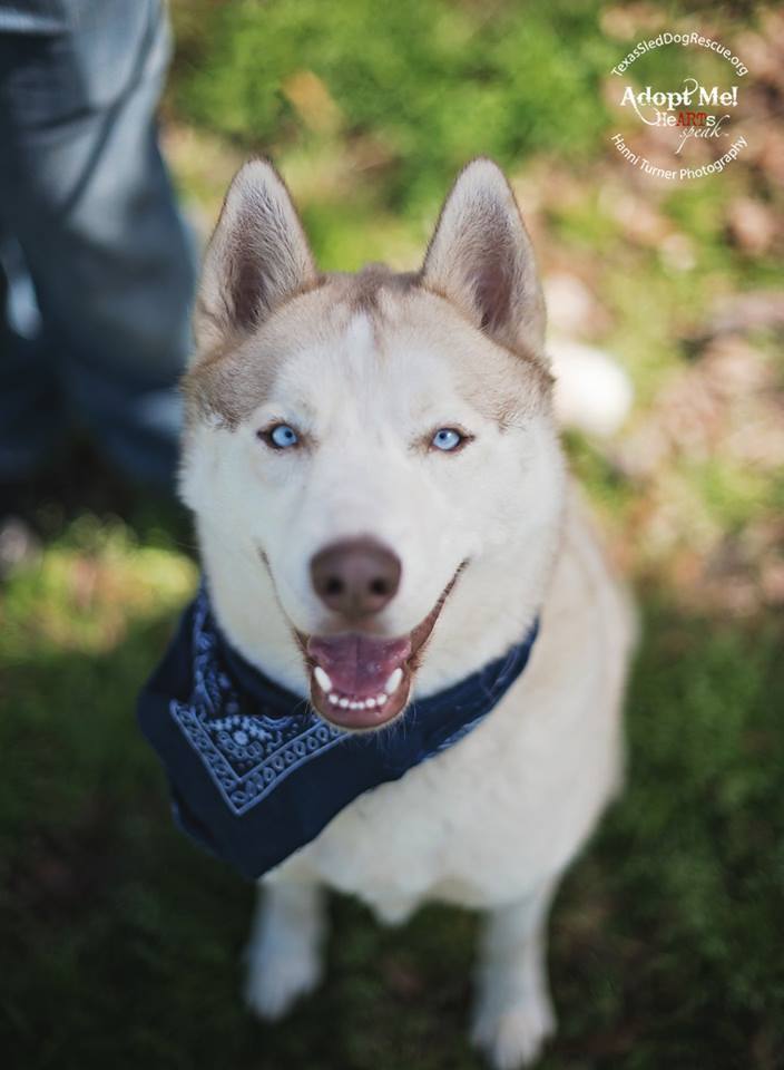 Tucker2, a Adoptable Siberian Husky in Sugar Land, TX image 1/12