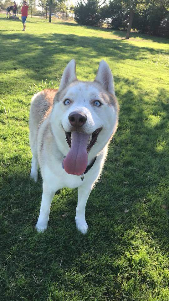 Tucker2, a Adoptable Siberian Husky in Sugar Land, TX image 2/12