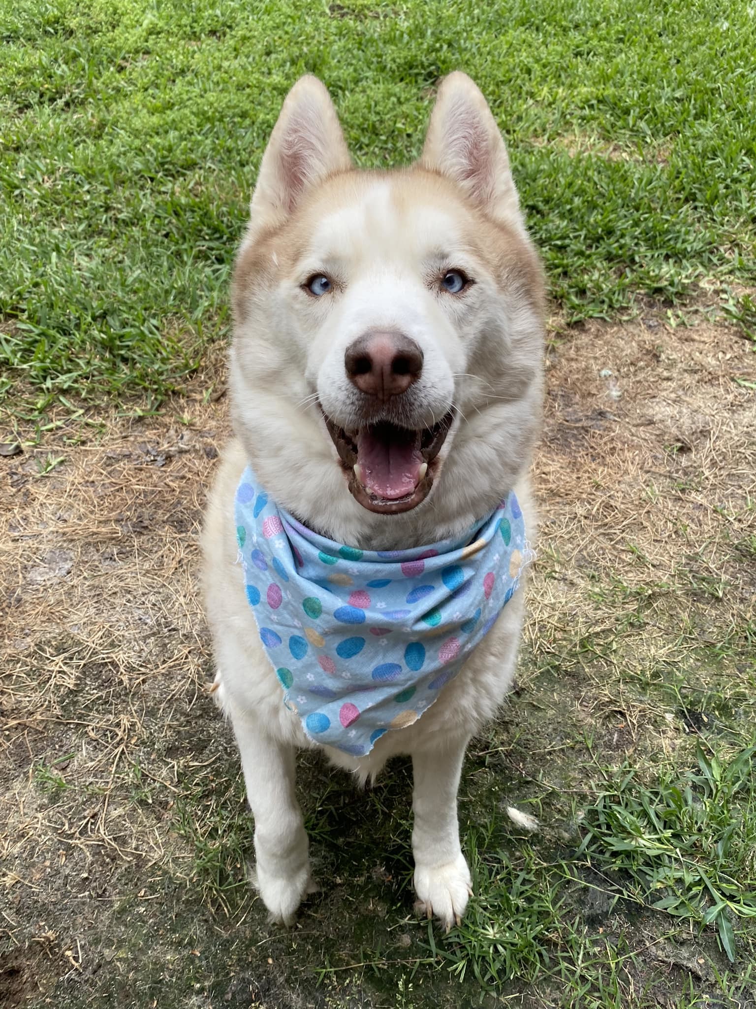 Tucker2, a Adoptable Siberian Husky in Sugar Land, TX image 3/12