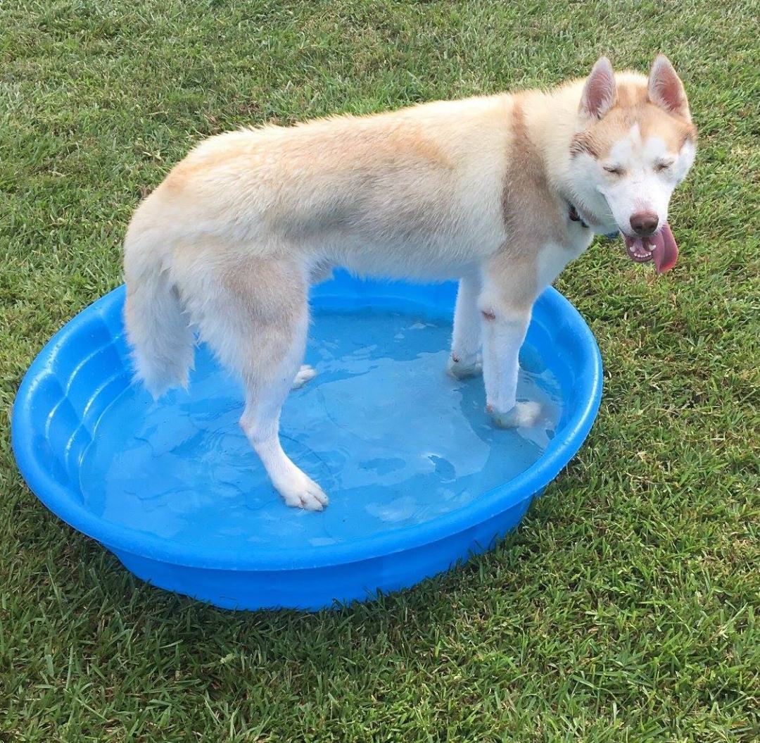 Tucker2, a Adoptable Siberian Husky in Sugar Land, TX image 4/12
