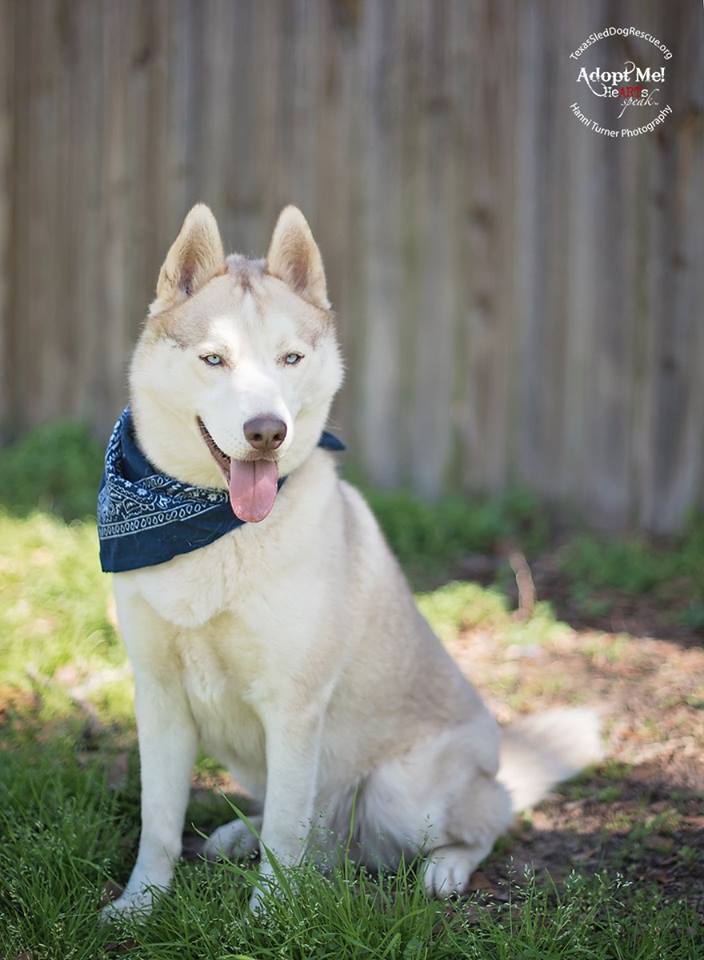 Tucker2, a Adoptable Siberian Husky in Sugar Land, TX image 5/12