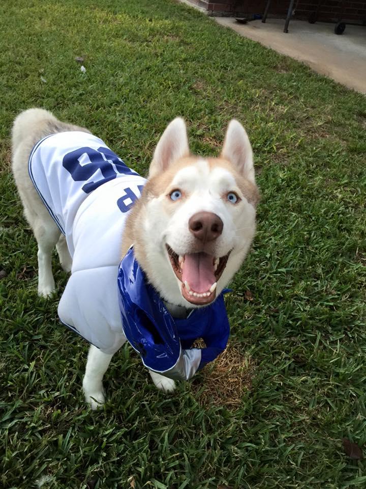 Tucker2, an adoptable Siberian Husky in Sugar Land, TX, 77496 | Photo Image 1