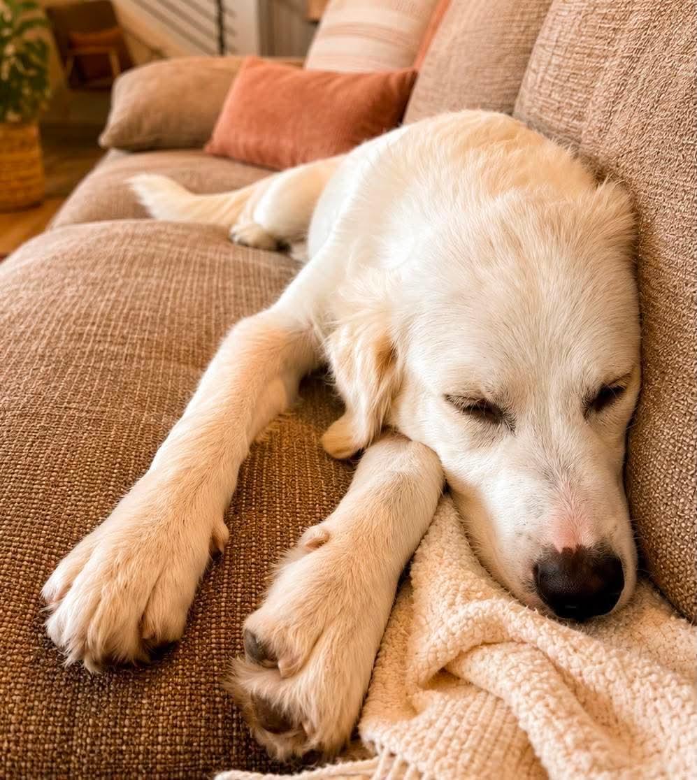 Enlarge Buddy, a Adopted mixed breed in Gig Harbor, WA image 3/5