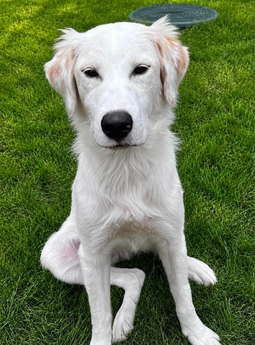 Buddy, Adopted, Puppy Male Mixed Breed & Golden Retriever.