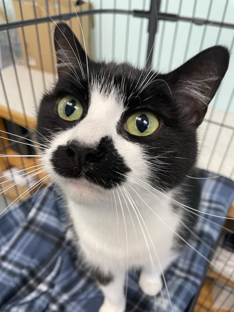 Jamie, Adoptable, Adult Female Domestic Short Hair.