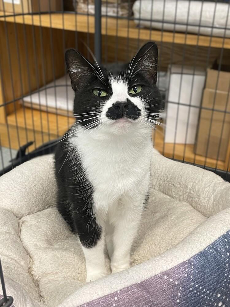 Jamie, a Adoptable Domestic Short Hair in Trenton, ME image 2/3