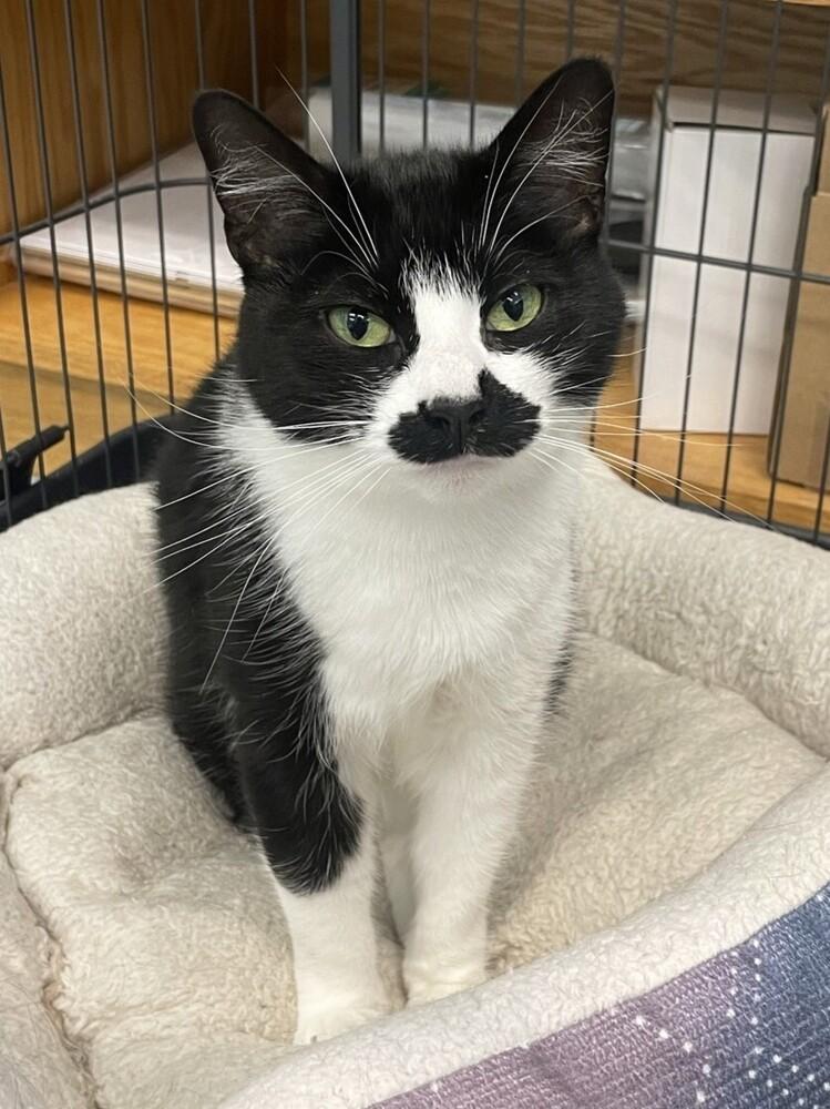 Jamie, a Adoptable Domestic Short Hair in Trenton, ME image 3/3