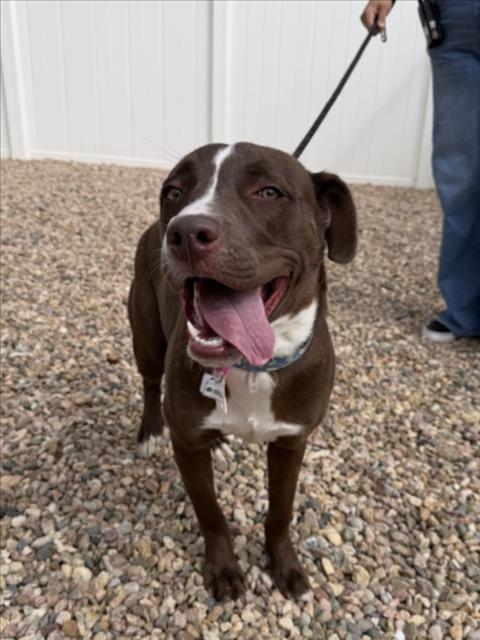 PEBBLES, Adoptable, Young Female Pit Bull Terrier & Mixed Breed.