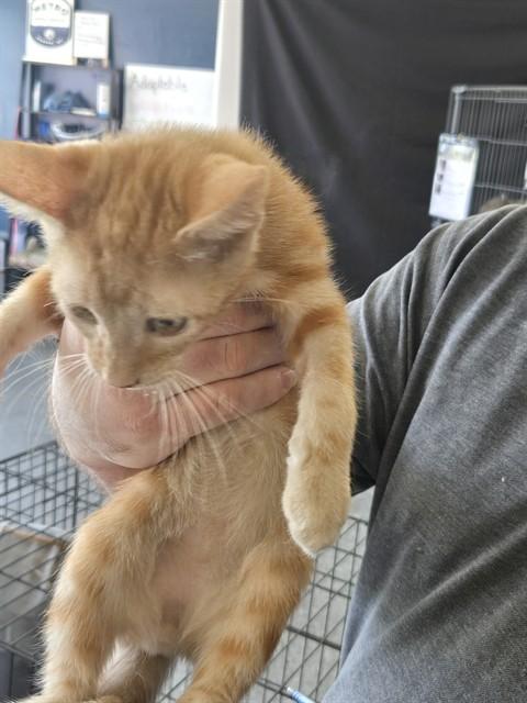 MR. SQUIDLETON, Adoptable, Young Male Domestic Short Hair.